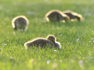 Duncan Usher: Canada Geese, four young goslings on a park meadow