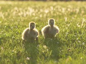 Duncan Usher: Canada Geese, two young goslings on a park meadow
