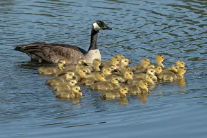 Prior: Canada Goose