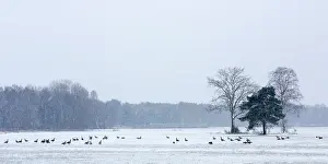Leenderbos: Canada Goose