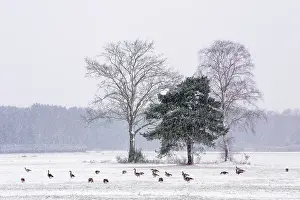 Leenderbos: Canada Goose