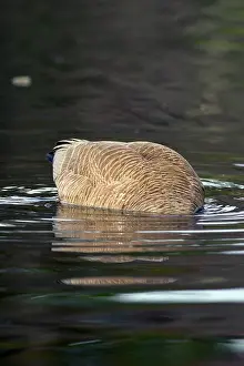 Chequamegon: Canada Goose