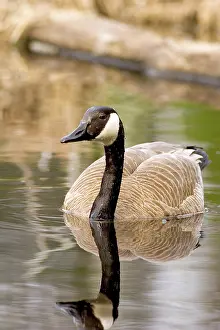 Chequamegon: Canada Goose