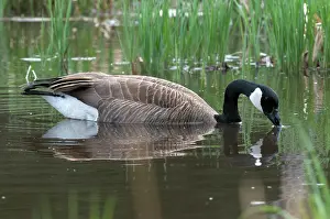 Dabbling: Canada Goose