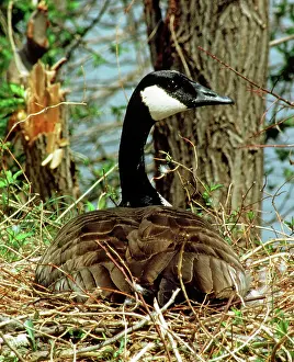 Nested: Canada Goose