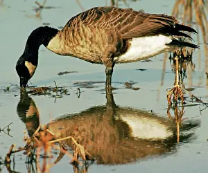 Chesapeake: Canada Goose
