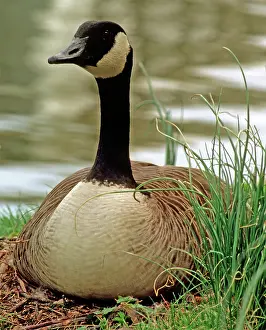 Nested: Canada Goose