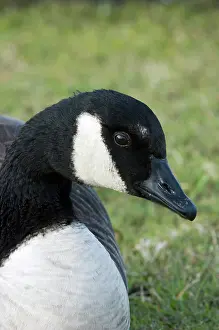 Caroline: Canada Goose