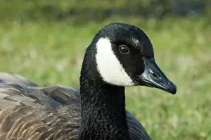 Caroline: Canada Goose