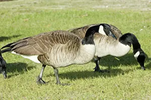 Caroline: Canada Goose
