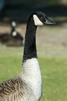 Caroline: Canada Goose