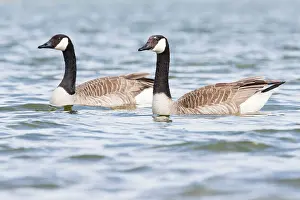 Balgzandpolder: Canada Goose