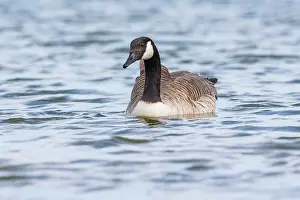 Balgzandpolder: Canada Goose