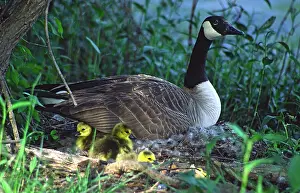 Tennessee: Canada Goose