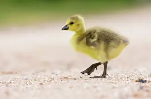Nestling: Canada Goose