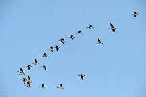 Fleeing: Canada Goose