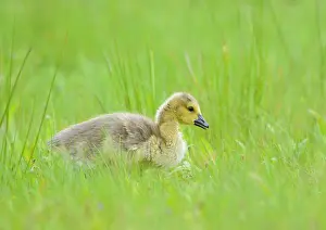 Nestling: Canada Goose