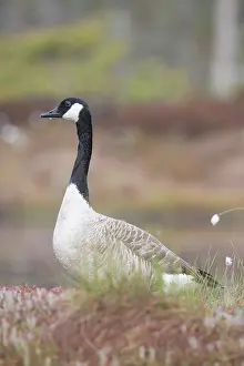 Dalarna: Canada Goose
