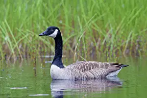 Branta: Canada Goose adult