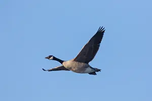141020: Canada Goose - adult goose in flight - Germany