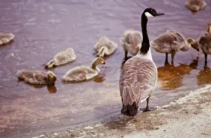 Guarding: CANADA GOOSE - adult and goslings