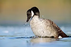 Canagica: Canada GOOSE - bathing