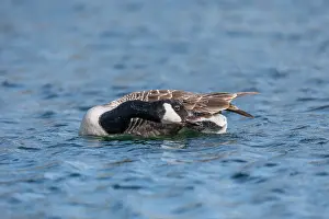 Bathing: Canada Goose - Bathing - Preenign Tail Feathers - UK