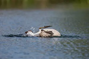 Splash: Canada Goose - Bathing - UK