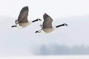 Stretched: Canada Goose - two birds in flight across winter