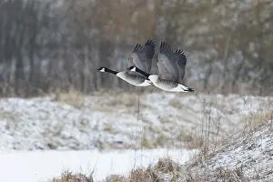 Stretched: Canada Goose - two birds in flight across winter