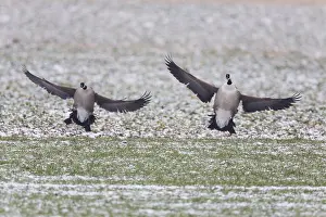 Stretched: Canada Goose - two birds landing on snow covered