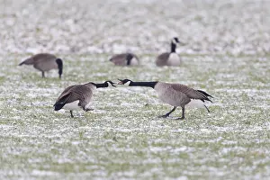 Squabbling: Canada Goose, two birds squabbling on field in winter