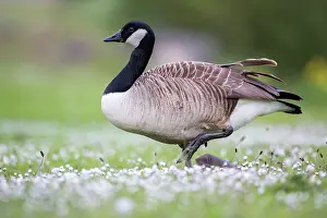 Brent: Canada Goose (Branta canadensis), Newcastle, England