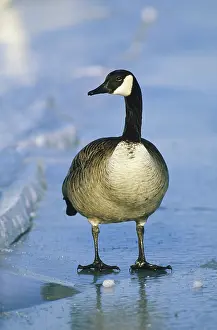 Choptank: Canada Goose (Branta canadensis)