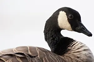 Rick: A Canada Goose (Branta canadensis)