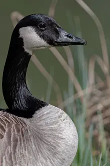 Branta: Canada Goose (Branta canadensis), adult bird, Lower