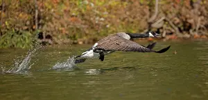 Maryland: Canada goose (Branta canadensis), taking off, Maryland