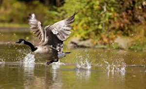 Maryland: Canada goose (Branta canadensis), taking off, Maryland