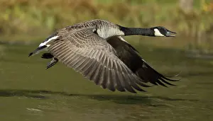 Maryland: Canada goose (Branta canadensis), taking off, Maryland