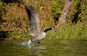 Taking: Canada goose (Branta canadensis), taking off, Maryland
