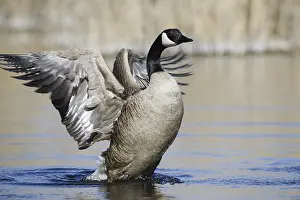 Float: Canada goose (Branta canadensis)