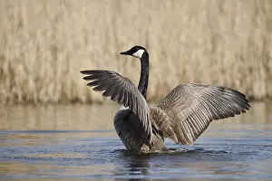 Float: Canada goose (Branta canadensis)