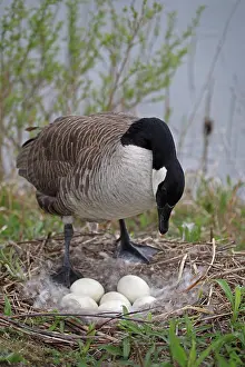 Neck: Canada Goose (Branta canadensis) Adult on nest with