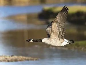 Devon: Canada Goose, Branta canadensis bird in flight over winter