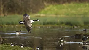 Devon: Canada Goose, Branta canadensis bird in flight over winter Marshes
