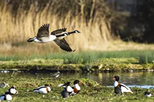 Devon: Canada Goose, Branta canadensis birds in flight over winter