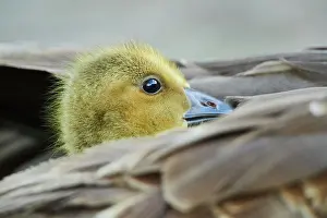 Franconia: Canada goose (Branta canadensis) chick under the
