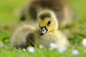 Canada Goose (Branta canadensis) chick in a flower m