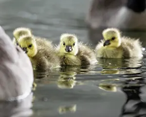 Drop: Canada goose (Branta canadensis), chick with water