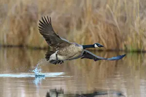 Start: Canada goose (Branta canadensis), at departure